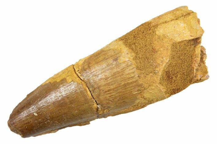 Fossil Spinosaurus Tooth - Real Dinosaur Tooth #345930